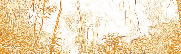 jungle_sketch_orange-small