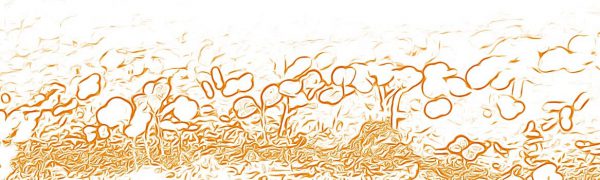 seedlings_sketch_orange-small
