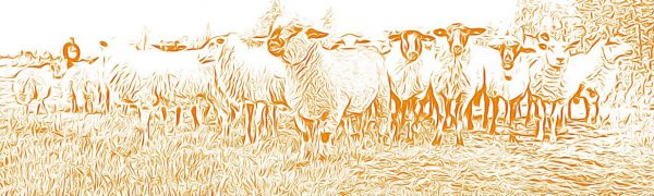 sheep_sketch_orange-small